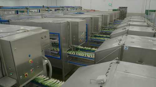 蔬菜包装厂的工作