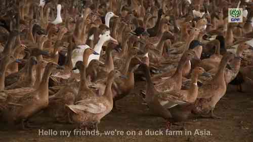 大型养鸭场和鸭肉生产线