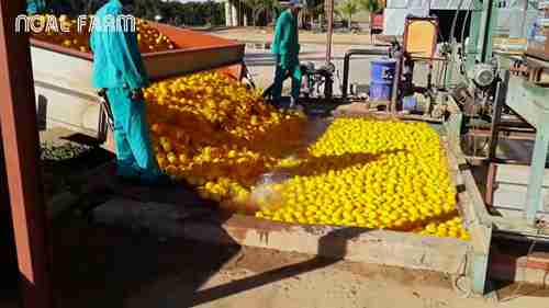 柑橘类水果的加工包装