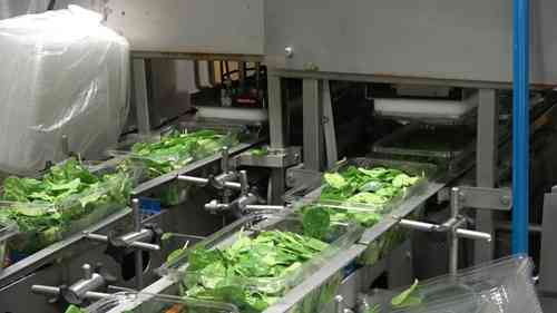 绿叶蔬菜的加工