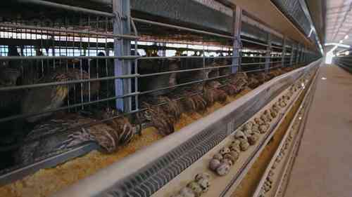 鹌鹑的饲养和加工