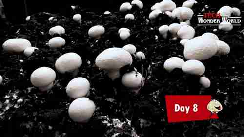 蘑菇的种植和加工