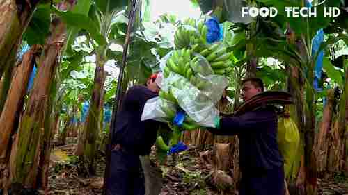 都乐香蕉的收获和包装