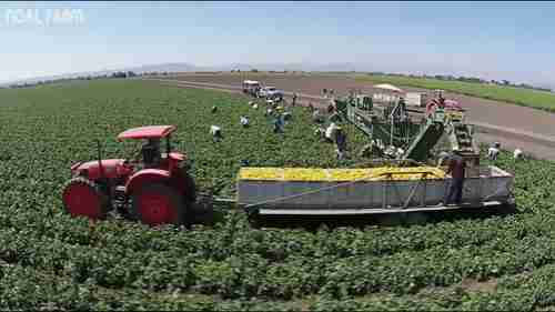 灯笼椒的收获和包装