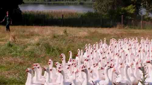鹅的饲养和鹅肉鹅蛋的生产
