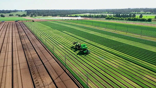 一座生菜种植农场