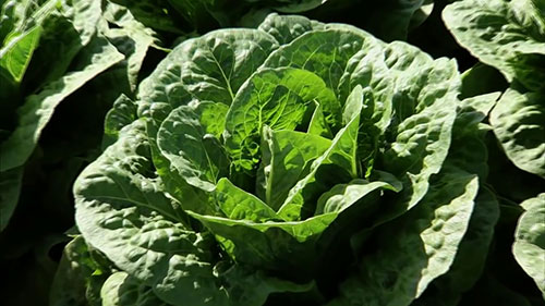 亚利桑那州的生菜农场