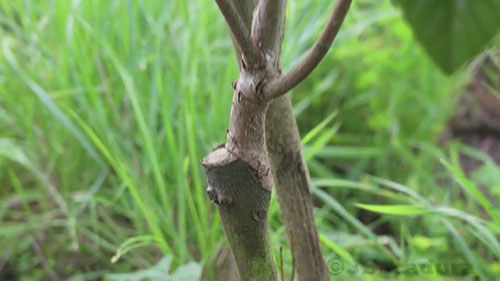 常见果树嫁接技术