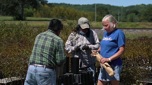 果树的发芽和嫁接