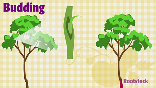 果树嫁接简单方法