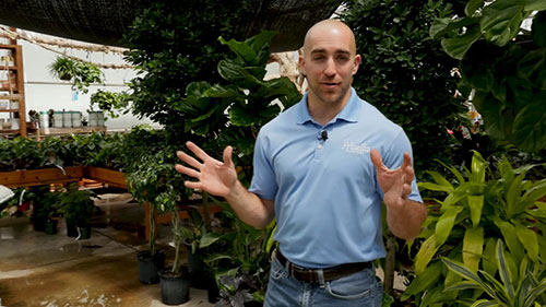 室内植物和热带植物培育