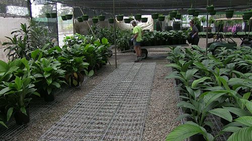 苗圃基本工作流程