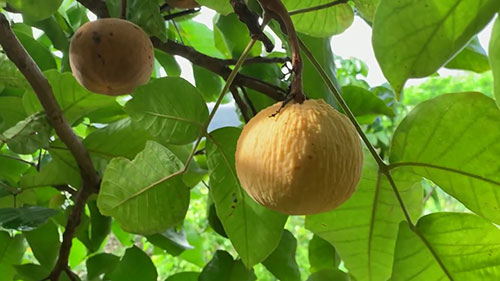 夏威夷岛的Frankie's苗圃