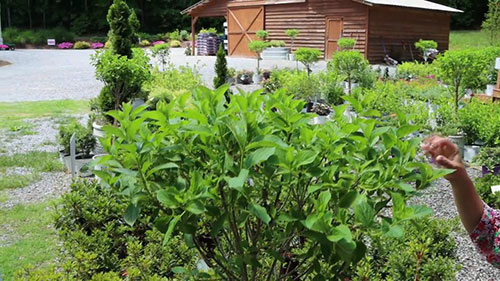 参观苗圃中的观赏植物