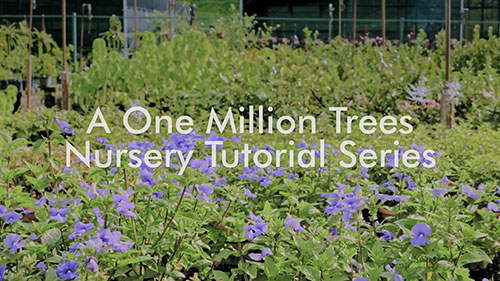 植物种植的基本方法