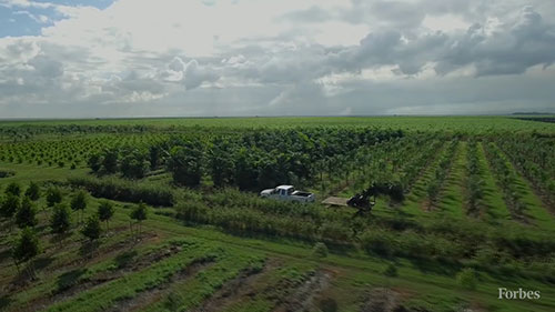 全美最大苗圃TreeTown USA