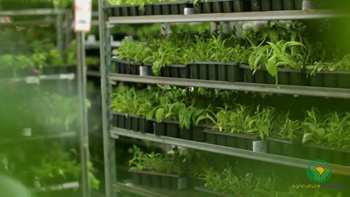 如何让你的苗圃盈利