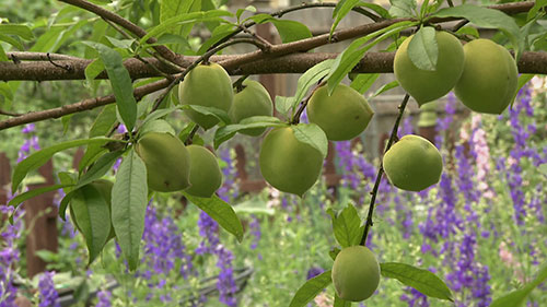 如何给果树施肥