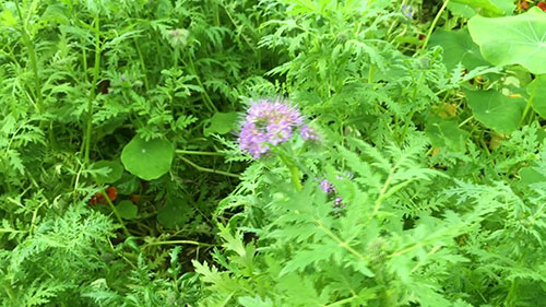 常见的有机肥料