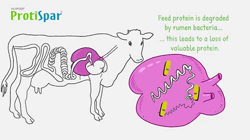给奶牛喂养蛋白质饲料