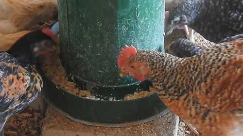 如何降低鸡饲料的成本