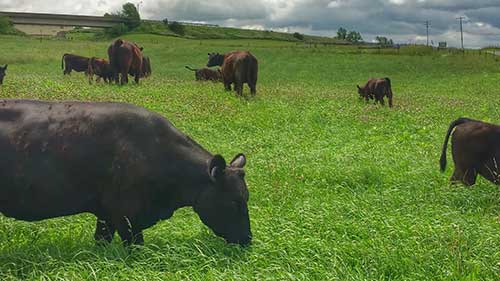 反刍类牲畜的饲料营养