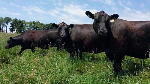 反刍类牲畜的饲料管理