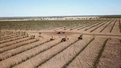 用豆类饲料喂养肉牛