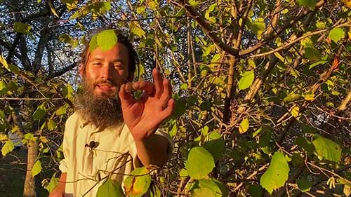 5种适合牲畜的野生坚果饲料