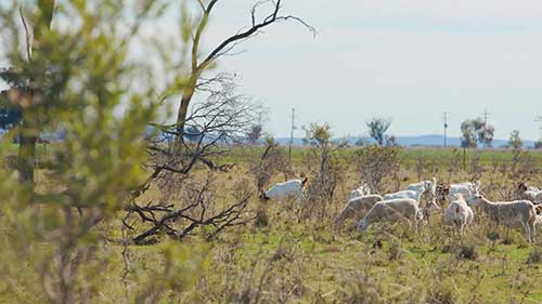 对灌木生牧草的管理