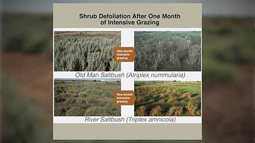 山羊的饲料和营养 1