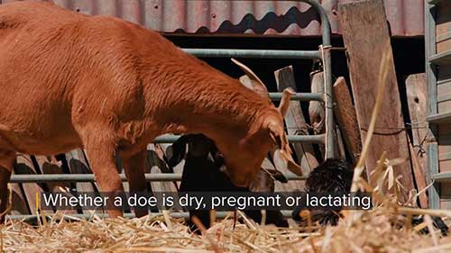 山羊的饲料和营养 2