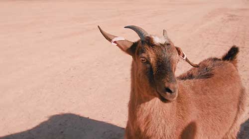 山羊的饲料和营养 3