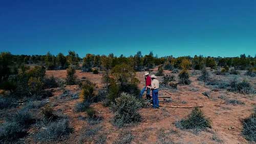 山羊的饲料和营养 4