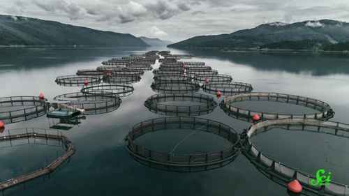 养殖海鲜和野生海鲜