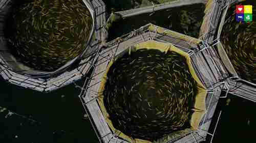 关于养鱼场的知识