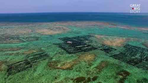 用可持续方式耕种海藻