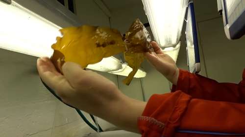 海藻的养殖和加工