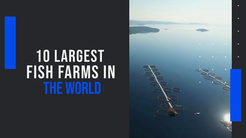 一座珊瑚养殖场