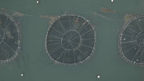 广受欢迎的水产养殖业