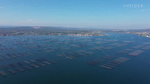 法恩湖牡蛎养殖场