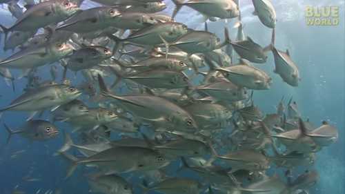 世界上最大的养鱼场