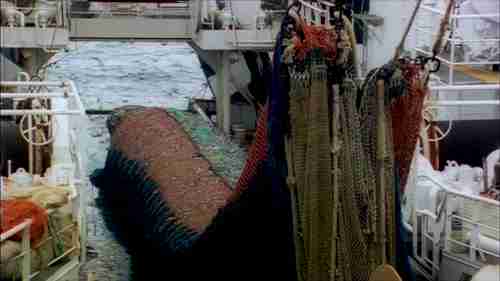 阿拉斯加的鳕鱼产业