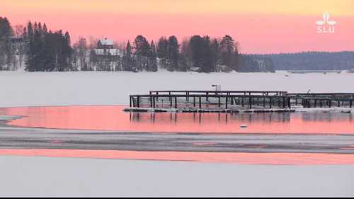 人工养殖的鱼好吃吗？