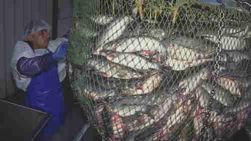 北卡罗来纳州的水产养殖