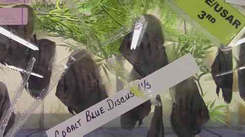 参观观赏鱼养殖中心