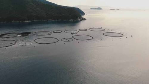 蓝鳍金枪鱼的养殖