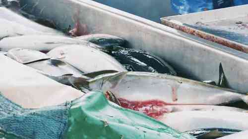 日本长岛的黄尾鱼养殖