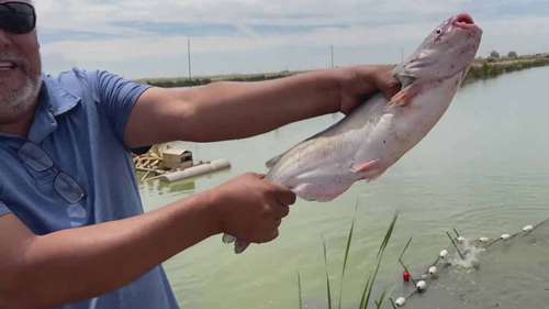 加利福尼亚沙漠中的鲶鱼养殖