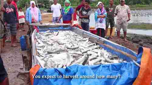 菲律宾的虱目鱼养殖